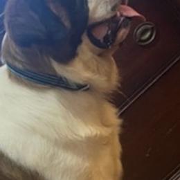 Saint Bernards from B&B Saints