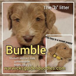 Goldendoodle Puppies from Stacy Warwick