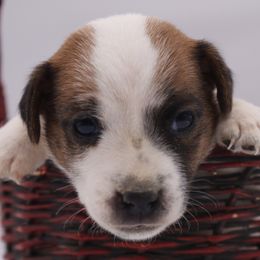 Nellie - White and tan female Parson Russell Terrier puppy in Menifee, California from Wendover Terriers
