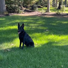 Nala - German Shepherd