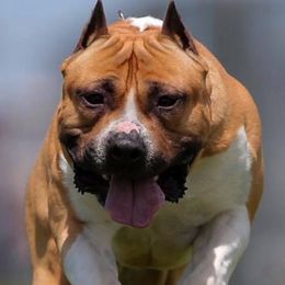 American Staffordshire Terriers from Odylic Amstaffs