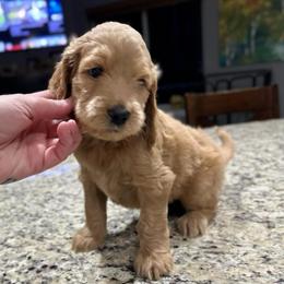 Reba - Red  female Goldendoodle puppy in Salem, Oregon from Capital Doodles