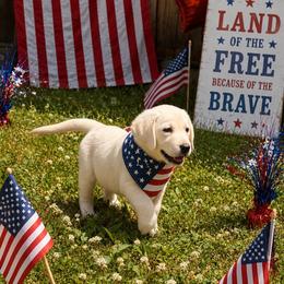 Gulliver - Yellow male Labrador Retriever puppy in Davenport, New York from New England Premier English Labradors