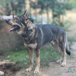 Kobe - German Shepherd