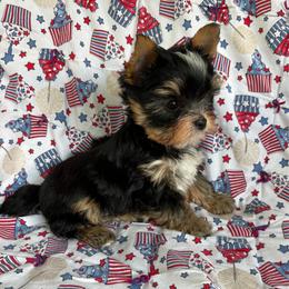Kiwi - Parti male Yorkshire Terrier puppy in Florence, Alabama from Yorkies of Forest Creek