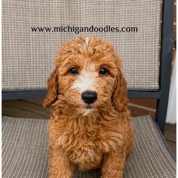 Daisy - Apricot female Goldendoodle puppy in Swartz Creek, Michigan from Michigan Doodles