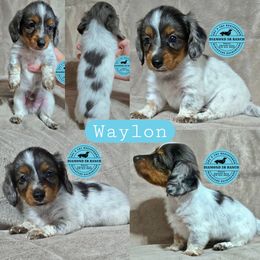 WAYLON - Dapple male Dachshund puppy in Columbia, Louisiana from Diamond 5R Ranch AKC & CKC Miniature Dachshunds