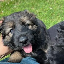 German Shepherd Puppies from German Shepherds of Virginia