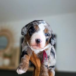 Fig - Blue merle female Bernedoodle puppy in Moses Lake, Washington from Macy Meadows Doodles