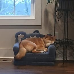 Kitsu - Red male Shiba Inu puppy in Tuscaloosa, Alabama from Rita and Daniel Montgomery - Cedarwood Siberians and Shibas