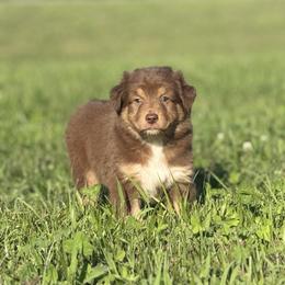 Zipper - Red tri-color male Australian Shepherd puppy in Argyle, Iowa from Country Time Kennels