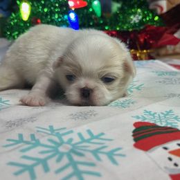 Lemon male - Lemon and white male Japanese Chin puppy in Salem, Oregon from Chinnychinchinofsalem