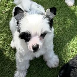 Charlie - White and black male Chinese Crested puppy in Florida from BryMar Chinese Cresteds