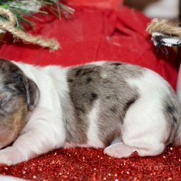 Jazz - Dapple female Dachshund puppy in Bellville, Ohio from JK Mini Doxies