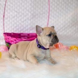 French Bulldog Puppies from San Antonio Frenchies