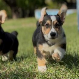 AKC puppy - Black and tan male Pembroke Welsh Corgi puppy in Summerfield, Florida from Promise Land Farm