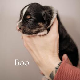 BOO - Black tri female Miniature American Shepherd puppy in Puyallup, Washington from FERGI’S GEMINI MAS
