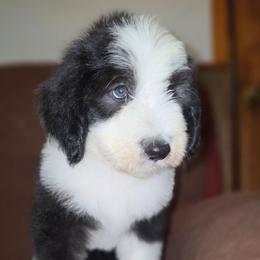 Black - Black and white male Sheepadoodle puppy in Seaman, Ohio from Ohio Valley Sheepadoodles