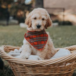 Bernedoodle and Goldendoodle Puppies from Doodles of North Tx