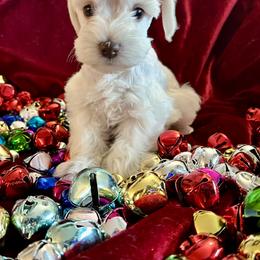 Miniature Schnauzer Puppies from Larsen’s Adorable Pups
