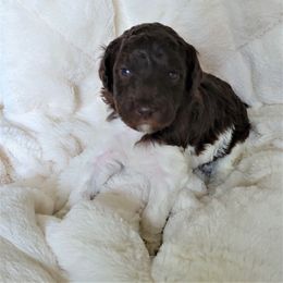 Poodle Puppies from Chapel Hill Poodles