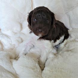 Poodle Puppies from Chapel Hill Poodles