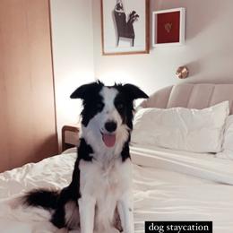 Border Collie Puppies from Ferguson Border Collies