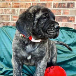 Mastiff Puppies from P Diamond Mastiffs