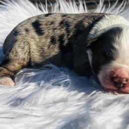 River - Blue merle male Miniature Australian Shepherd puppy in Louisville, Mississippi from Kristy’s Kennels