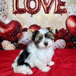 AKC Bandit 3300 - Black tan and white male Biewer Terrier puppy in Nicholls, Georgia from Southeast Biewers