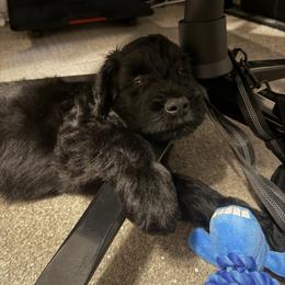 Bean - Black male Giant Schnauzer puppy in Noblesville, Indiana from Stratton House Kennels