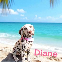 Diane - White and liver brown female Dalmatian puppy in Sierra Vista, Arizona from Fairytail Dalmatians