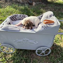 Brown - Liver and white male German Shorthaired Pointer puppy in Union Hall, Virginia from Rustic Creek Farms
