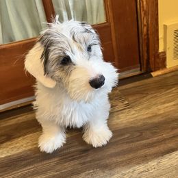 Light badger boy - White and badger male Sealyham Terrier puppy in Holden, Missouri from Thistle and Rock Sealyham Terriers