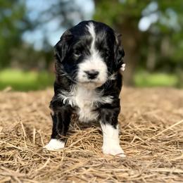 Purple collar toy - Black tri-color female Aussiedoodle puppy in 32046, Florida from River Hill Ranch