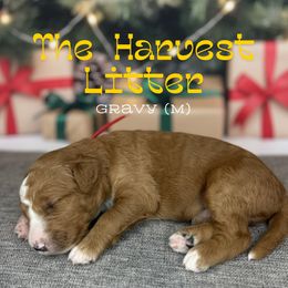 Gravy - Red  male Goldendoodle puppy in Houston, Texas from Golden Life Doodles