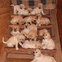 Labrador Retrievers from Eastlake Labradors