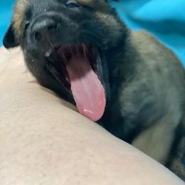 Belgian Malinois and German Shepherd Puppies from Madhouse’s Belgian Malinois and German Shepherds