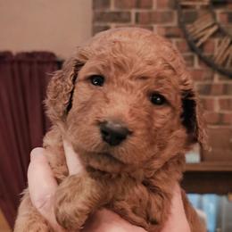 SPRINKLES - Apricot female Goldendoodle puppy in Harris County, Texas from Cute & Curly Doodles