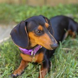 Rayven - Dachshund