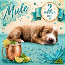 Mule - Apricot male Goldendoodle puppy in Hendersonville, North Carolina from Kim's Cove