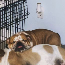 Chiqui - Bulldog