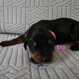 Era - Black and rust female Doberman Pinscher puppy in Blanchester, Ohio from Battle Creek Dobermans