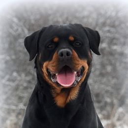 Quality  - Rottweiler