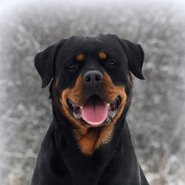 Quality  - Rottweiler
