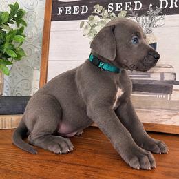 Denali - Blue male Great Dane puppy in Carencro, Louisiana from Halsey Danes
