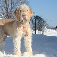 Spinoni Italiani from Sweetbriar Spinone