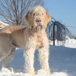 Spinoni Italiani from Sweetbriar Spinone