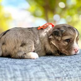 Pumpkin - Red Orange Collar - Merle male Bernedoodle puppy in Highland, Utah from Angel Pups Deluxe