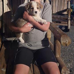 Grey Collar Female - Red female Pembroke Welsh Corgi puppy in Tenino, Washington from LoneStar Corgis NW